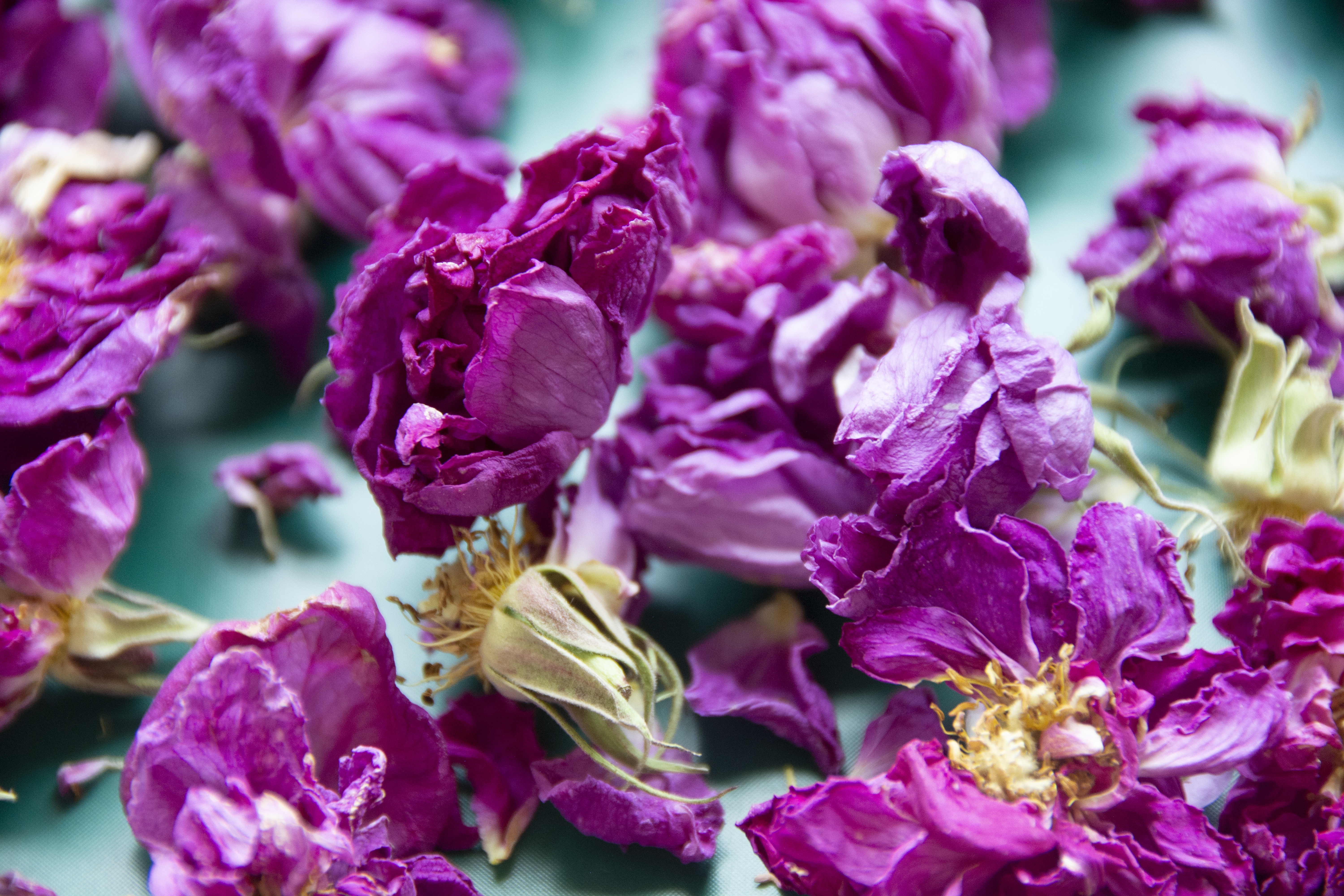 Yingtai Freeze-Dried Rose Experiment