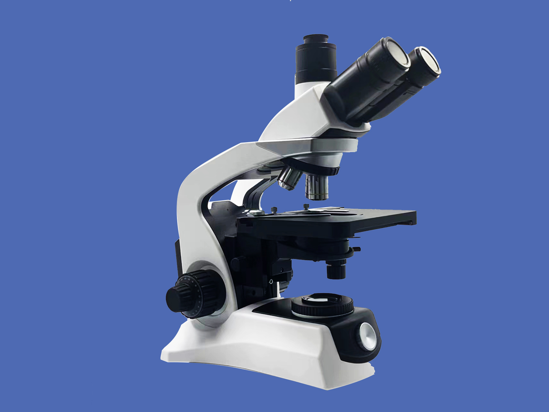 Yingtai: The Influence of Bacterial Cultivation Conditions on Gram Staining